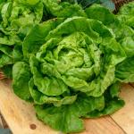 Potagères - Laitue d'Hiver Merveille d'Hiver - face recto